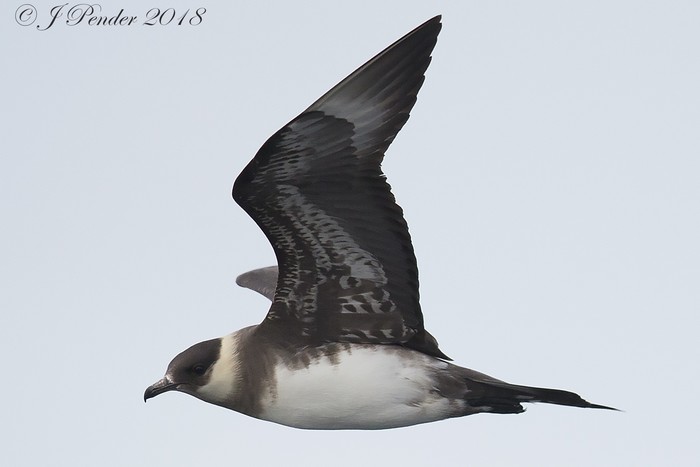 Arctic Skua