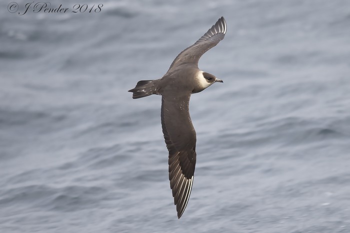 Arctic Skua