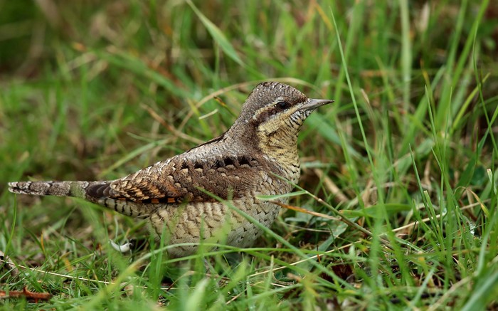 Wryneck