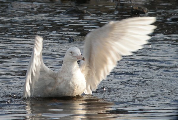 Glaucous Gull