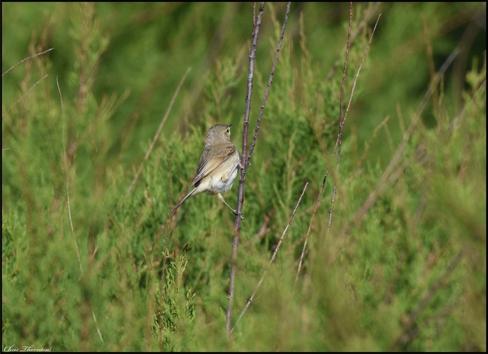 Booted Warbler