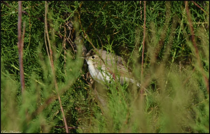 Booted Warbler
