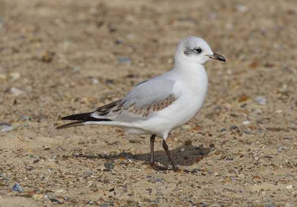 Mediterranean Gull
