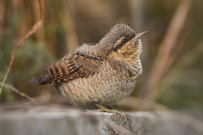 Wryneck
