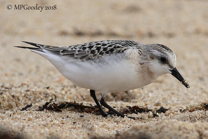 Sanderling