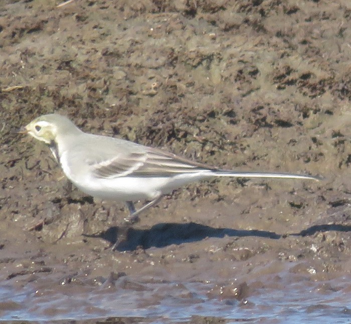 White Wagtail