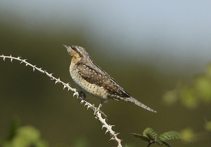 Wryneck