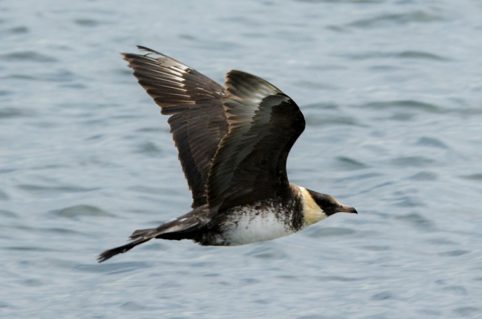 Pomarine Skua