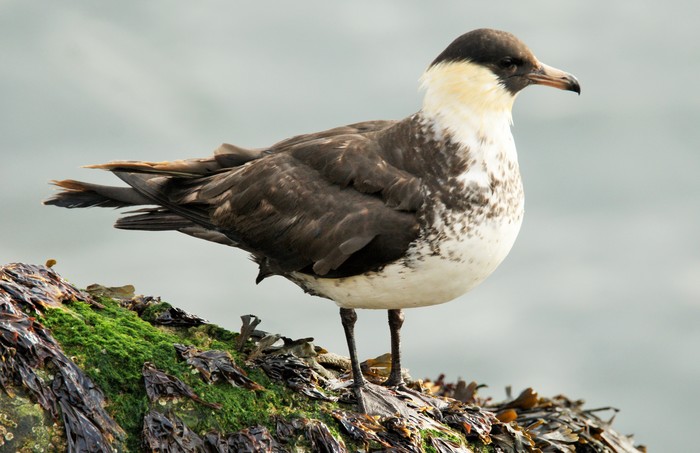 Pomarine Skua