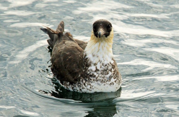 Pomarine Skua