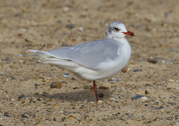 Mediterranean Gull