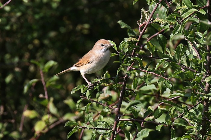 Whitethroat