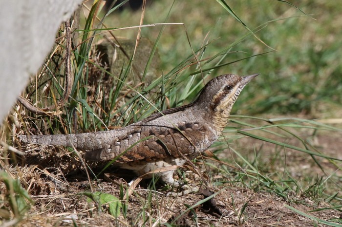 Wryneck