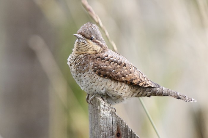 Wryneck