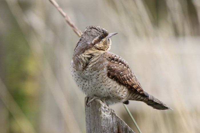 Wryneck