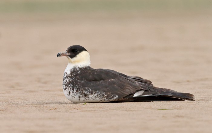 Pomarine Skua