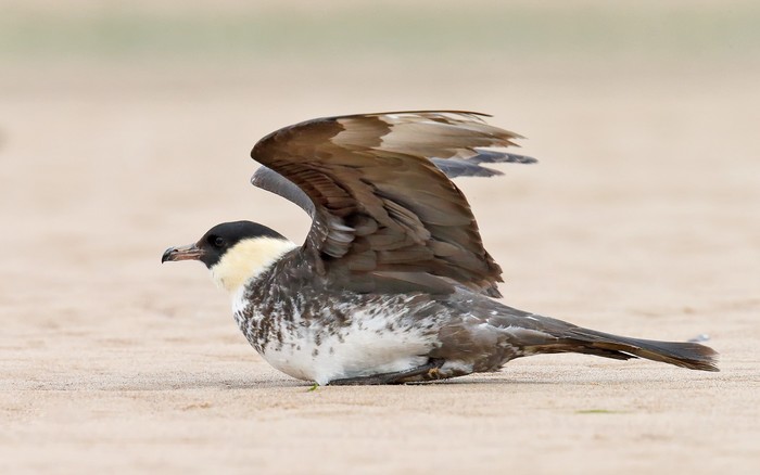 Pomarine Skua