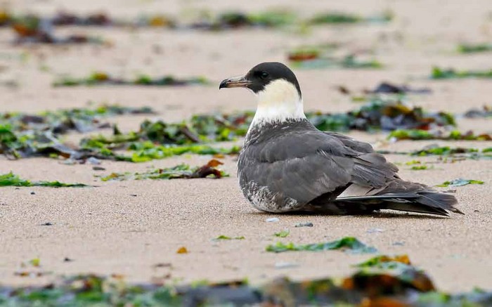 Pomarine Skua