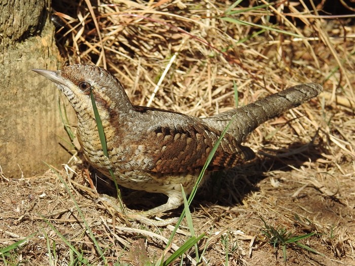 Wryneck 
