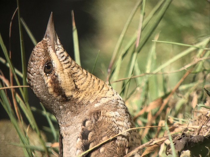 Wryneck 