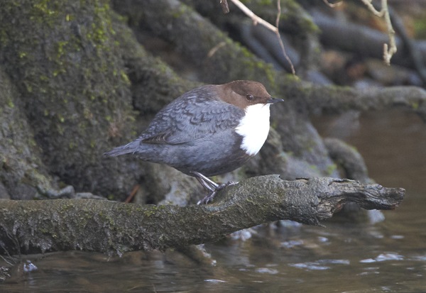 Black-bellied Dipper