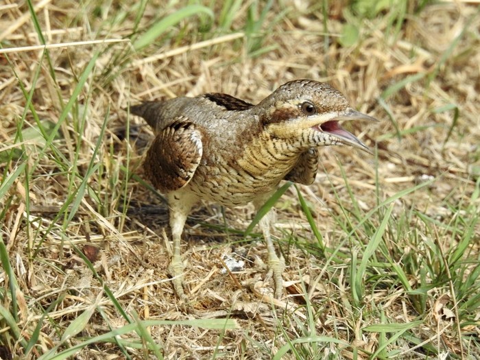 Wryneck 