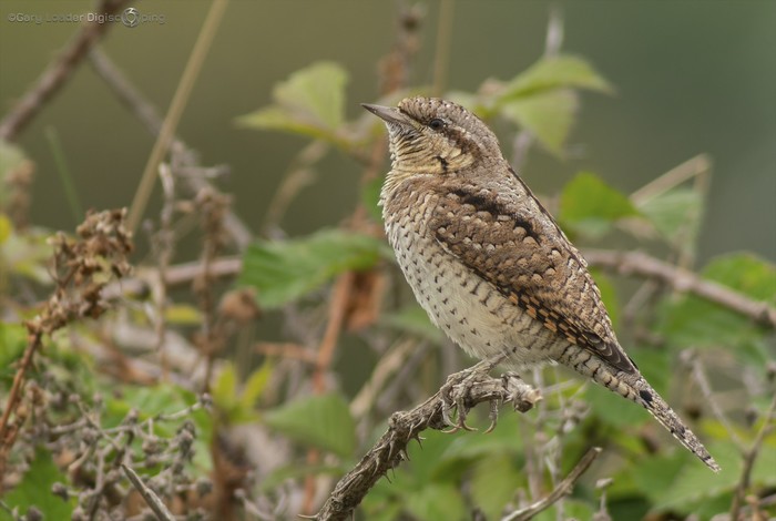 Wryneck