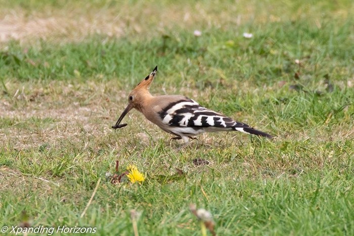 Hoopoe