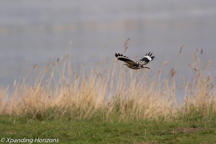Hoopoe
