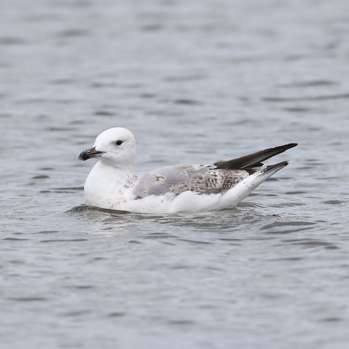 Caspian Gull