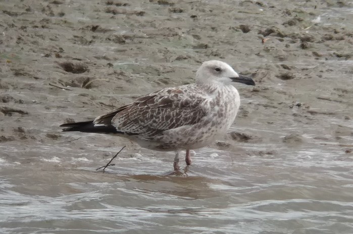 Caspian Gull