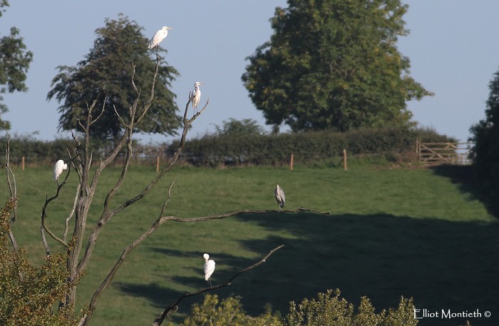 Great White Egret