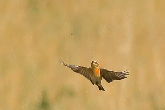Whinchat