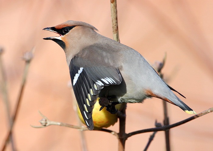 Waxwing