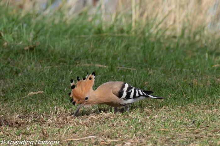 Hoopoe