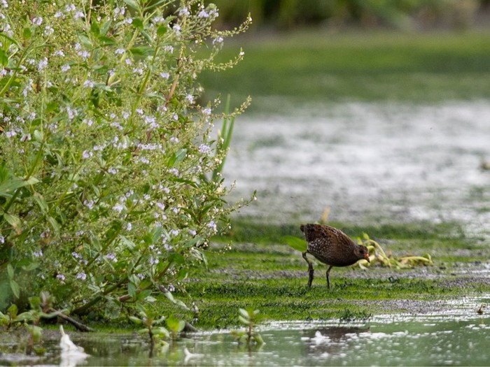 Spotted Crake