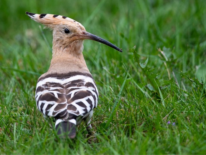 Hoopoe