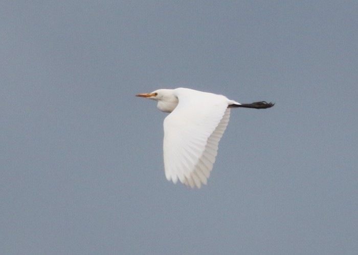 Cattle Egret