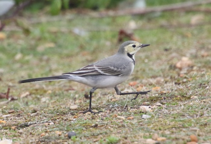 White Wagtail