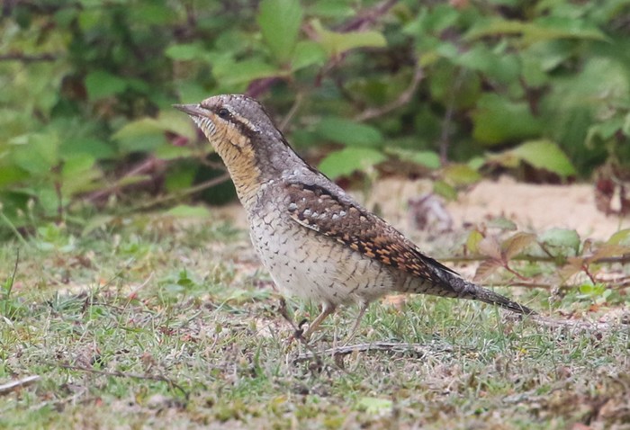 Wryneck