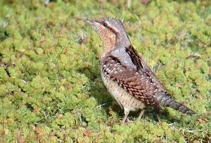 Wryneck