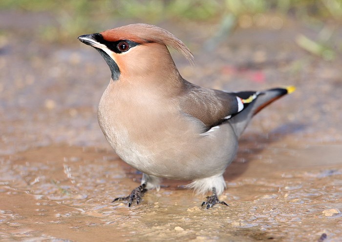 Waxwing