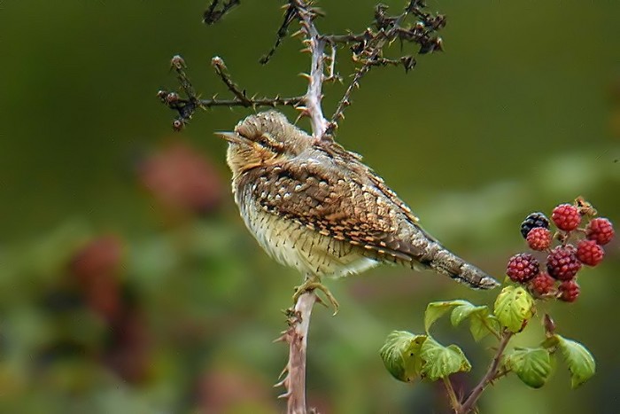 Wryneck