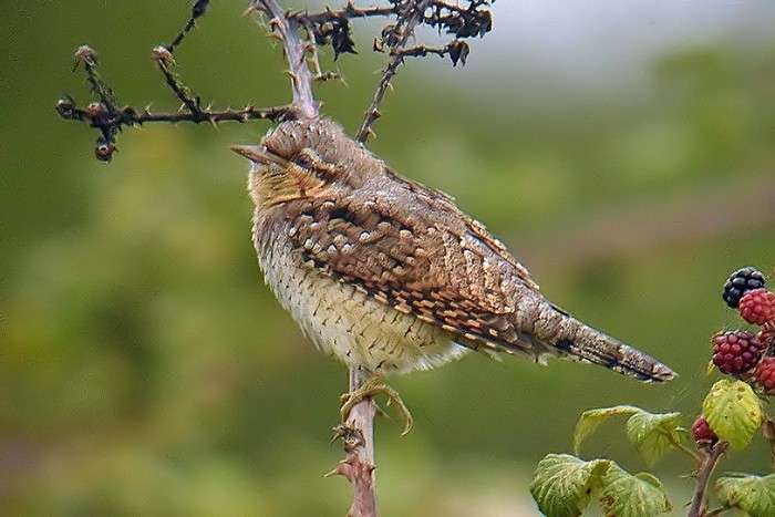 Wryneck