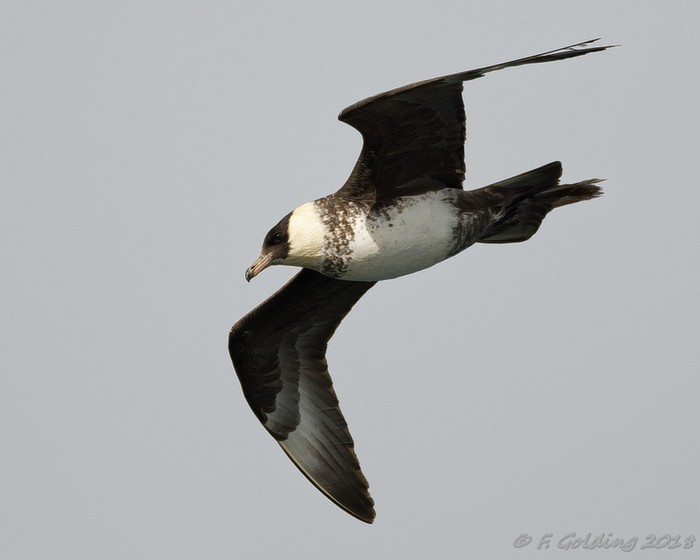 Pomarine Skua