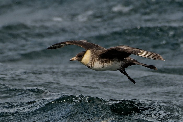 Pomarine Skua