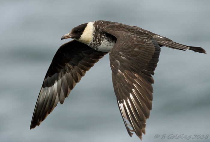 Pomarine Skua