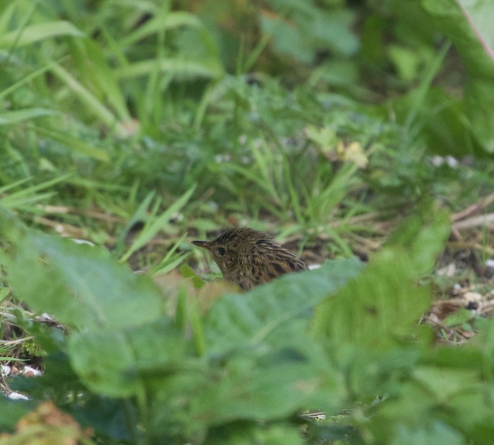 Lanceolated Warbler
