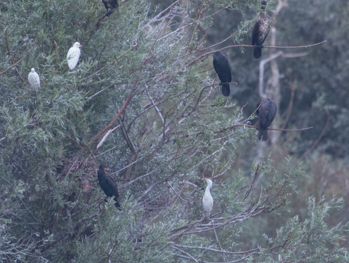 Cattle Egret