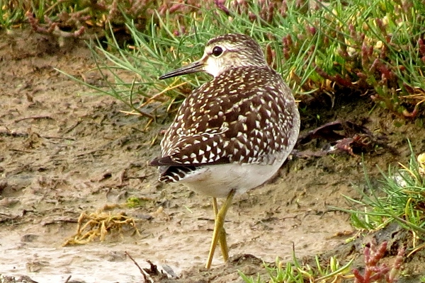 Wood Sandpiper